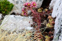 Sempervivum vicentei