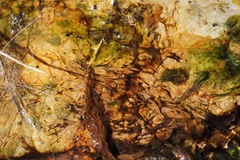 Archaea