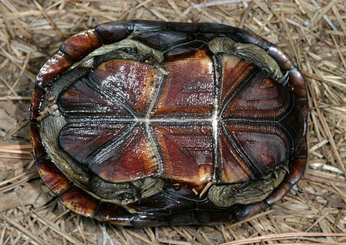 Eastern Mud Turtle