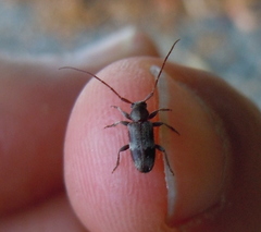 Exocentrus lusitanus