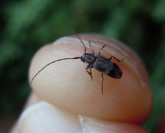 Exocentrus lusitanus