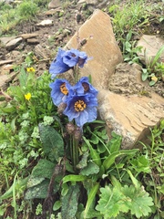 Meconopsis