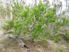 Persoonia cornifolia