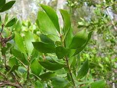 Persoonia cornifolia