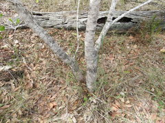 Persoonia cornifolia