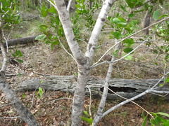 Persoonia cornifolia