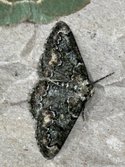 Cleorodes lichenaria