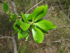Persoonia cornifolia