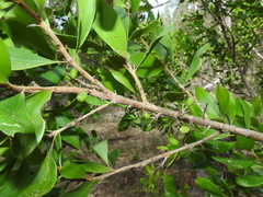 Persoonia cornifolia