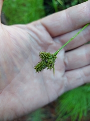 Carex pallida