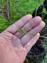 Carex pallida