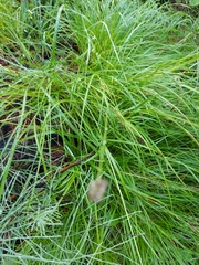 Carex pallida