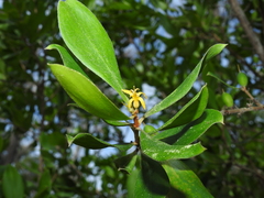 Persoonia cornifolia