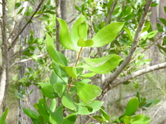 Persoonia cornifolia