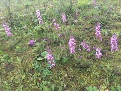 Pedicularis davidii