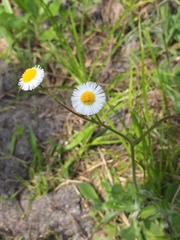 Erigeron quercifolius