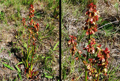 Rumex woodii