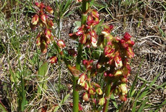 Rumex woodii