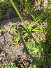 Erigeron quercifolius