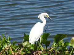 Egretta thula