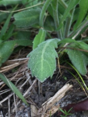 Erigeron quercifolius