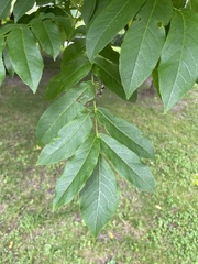 Pterocarya fraxinifolia