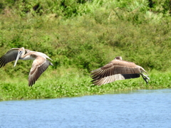 Pelecanus occidentalis