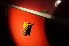 Narosoideus flavidorsalis