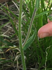 Erigeron quercifolius