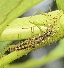 Chrysopidae