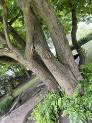 Pterocarya fraxinifolia