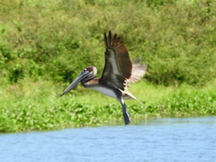 Pelecanus occidentalis