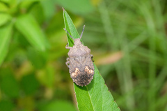 Megymenum brevicorne