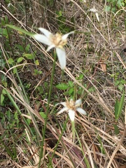 Rhynchospora colorata image
