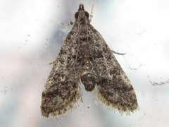 Dolicharthria bruguieralis