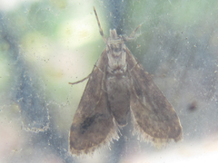 Dolicharthria bruguieralis
