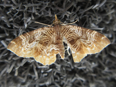 Lobogonodes complicata