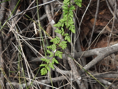 Cheilanthes nudiuscula