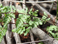 Cheilanthes nudiuscula