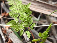 Cheilanthes nudiuscula