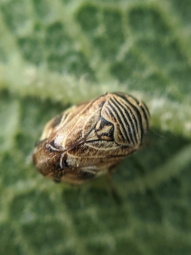 photo of (Clastoptera lineatocollis)