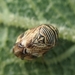 photo of (Clastoptera lineatocollis)