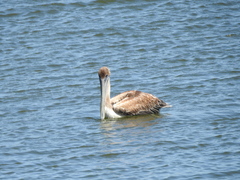 Pelecanus occidentalis