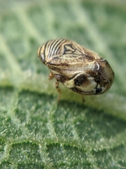 Clastoptera lineatocollis