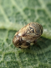 Clastoptera lineatocollis
