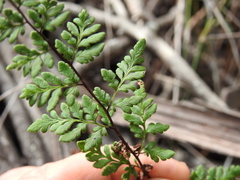 Cheilanthes nudiuscula