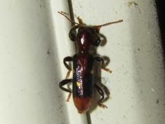 Priocera castanea