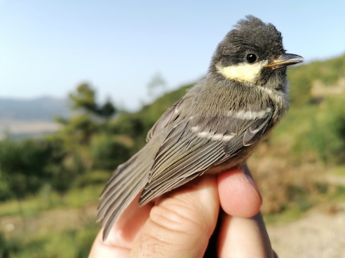 Mésange noire, jeune