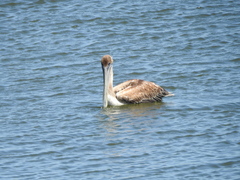 Pelecanus occidentalis