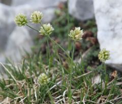 Sesleria sphaerocephala